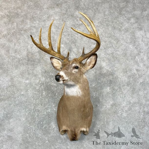 Whitetail Deer Shoulder Mount #24658 For Sale - The Taxidermy Store
