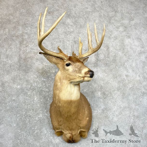 Whitetail Deer Shoulder Mount #24659 For Sale - The Taxidermy Store