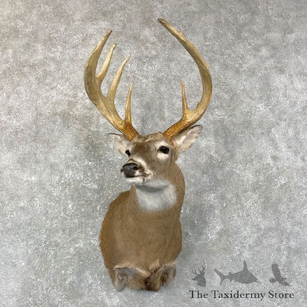 Whitetail Deer Shoulder Mount #24660 For Sale - The Taxidermy Store