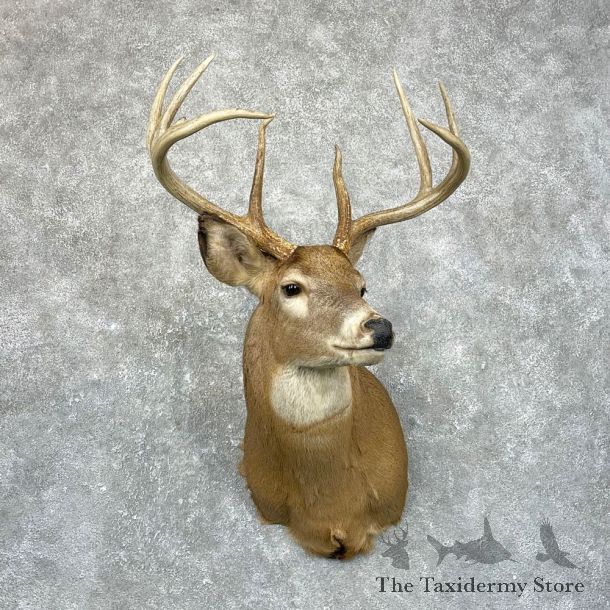Whitetail Deer Shoulder Mount #24668 For Sale - The Taxidermy Store