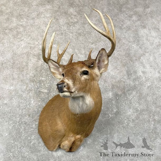 Whitetail Deer Shoulder Mount #24669 For Sale - The Taxidermy Store