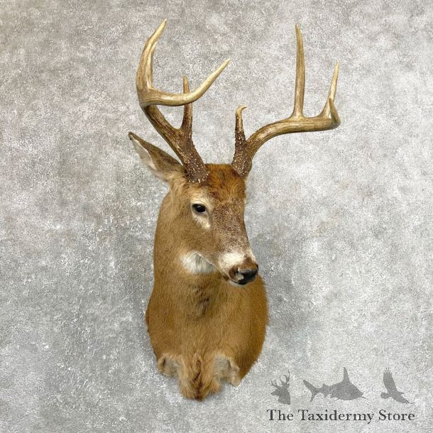 Whitetail Deer Shoulder Mount #24670 For Sale - The Taxidermy Store