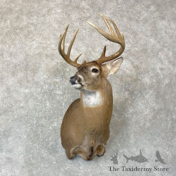 Whitetail Deer Shoulder Mount #24728 For Sale - The Taxidermy Store