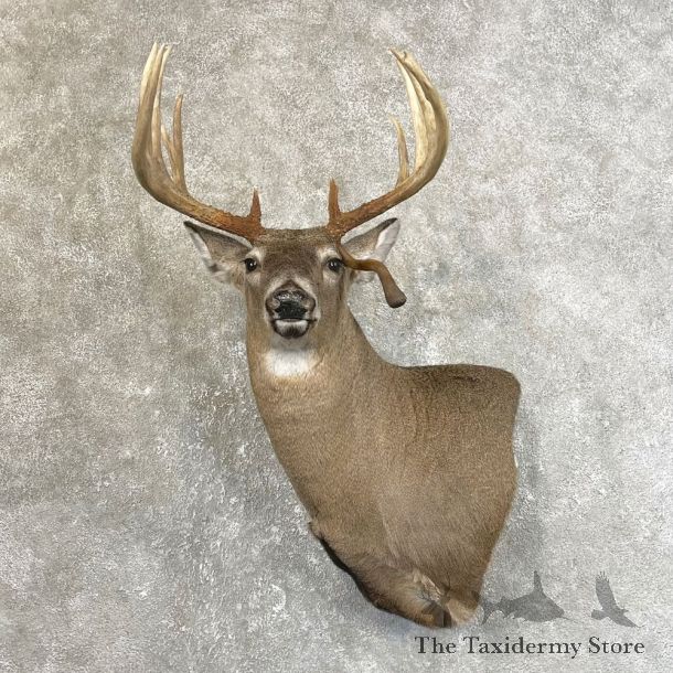 Whitetail Deer Shoulder Mount #25124 For Sale - The Taxidermy Store