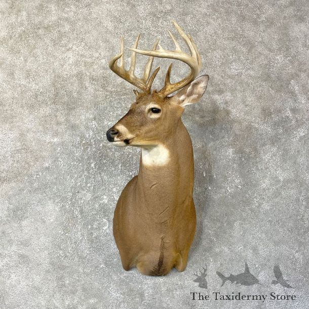 Whitetail Deer Shoulder Mount #25131 For Sale - The Taxidermy Store