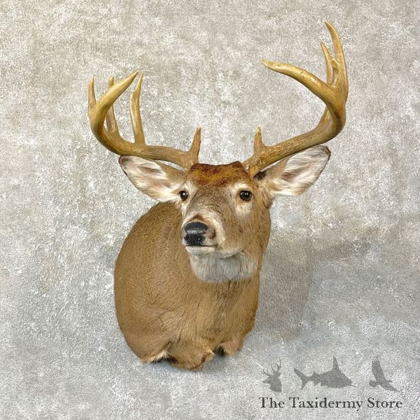 Whitetail Deer Shoulder Mount #25137 For Sale - The Taxidermy Store