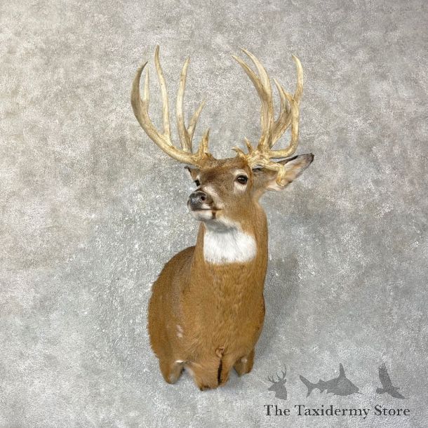 Whitetail Deer Shoulder Mount #25138 For Sale - The Taxidermy Store