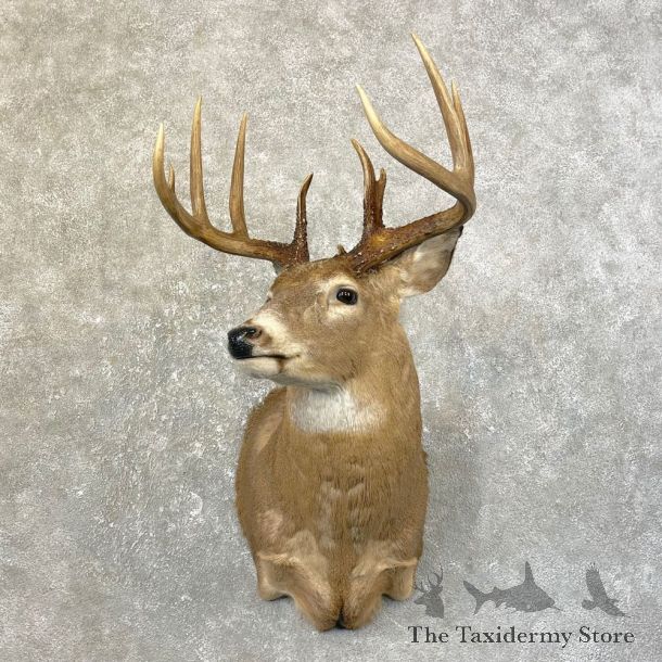 Whitetail Deer Shoulder Mount #25177 For Sale - The Taxidermy Store
