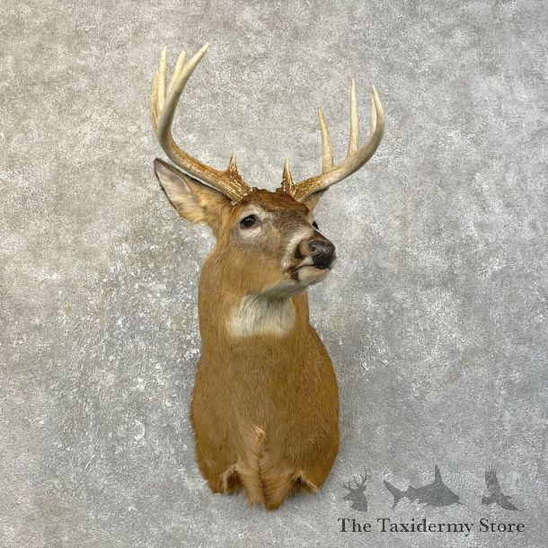 Whitetail Deer Shoulder Mount #25178 For Sale - The Taxidermy Store