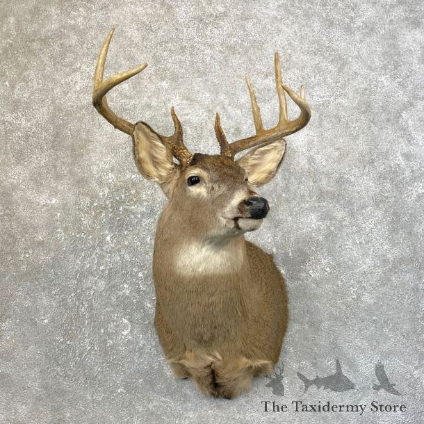 Whitetail Deer Shoulder Mount #25179 For Sale - The Taxidermy Store