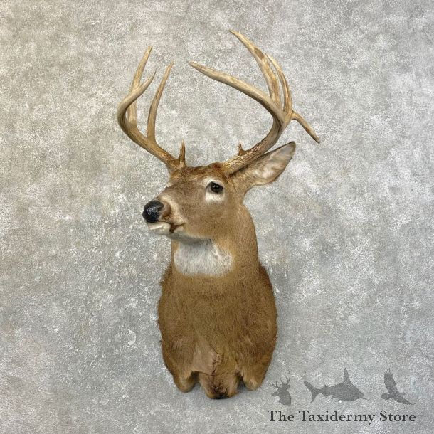 Whitetail Deer Shoulder Mount #25181 For Sale - The Taxidermy Store