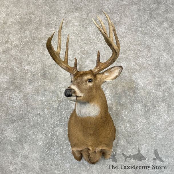 Whitetail Deer Shoulder Mount #25198 For Sale - The Taxidermy Store