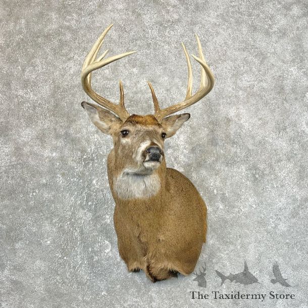 Whitetail Deer Shoulder Mount #25199 For Sale - The Taxidermy Store