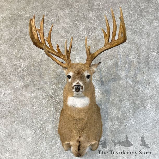 Whitetail Deer Shoulder Mount #25217 For Sale - The Taxidermy Store