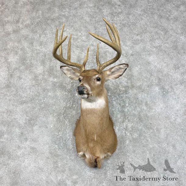 Whitetail Deer Shoulder Mount #25326 For Sale - The Taxidermy Store