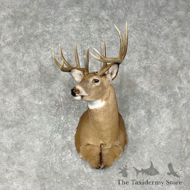 Whitetail Deer Shoulder Mount #25396 For Sale - The Taxidermy Store