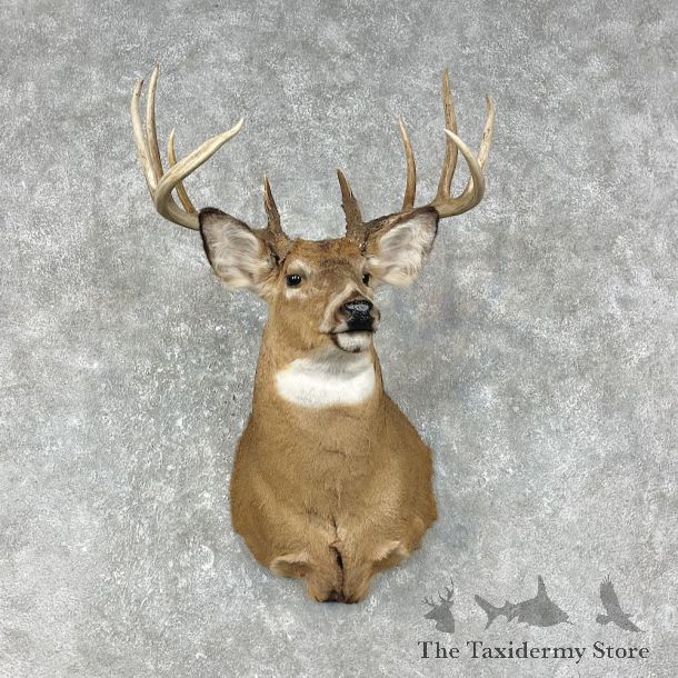 Whitetail Deer Shoulder Mount #25397 For Sale - The Taxidermy Store