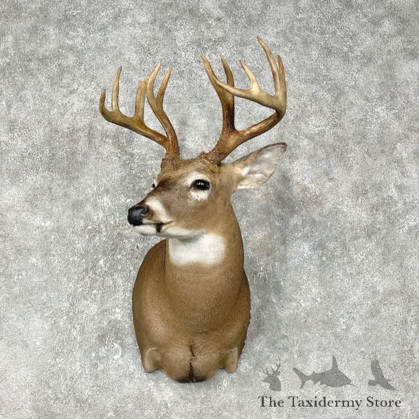 Whitetail Deer Shoulder Mount #25398 For Sale - The Taxidermy Store