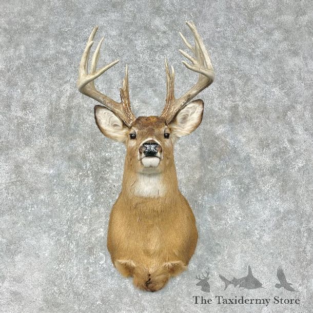 Whitetail Deer Shoulder Mount #25399 For Sale - The Taxidermy Store