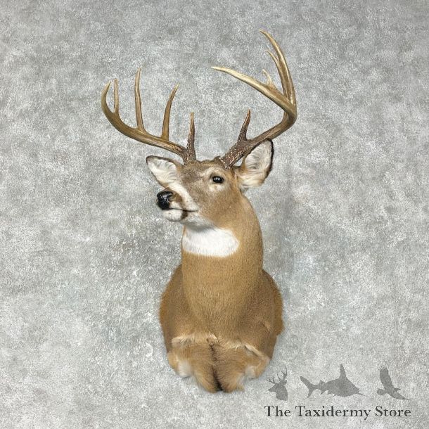 Whitetail Deer Shoulder Mount #25400 For Sale - The Taxidermy Store