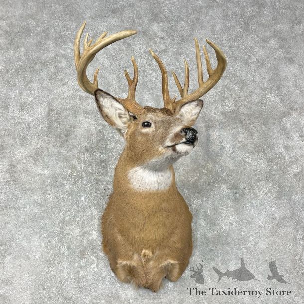 Whitetail Deer Shoulder Mount #25401 For Sale - The Taxidermy Store