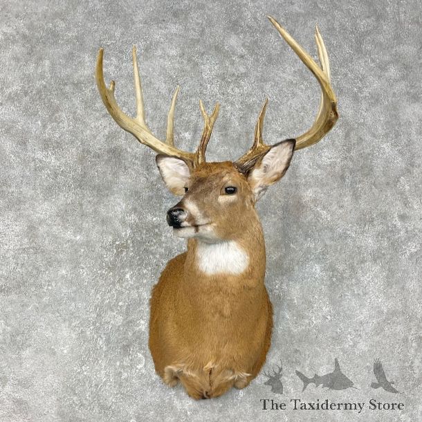 Whitetail Deer Shoulder Mount #25402 For Sale - The Taxidermy Store