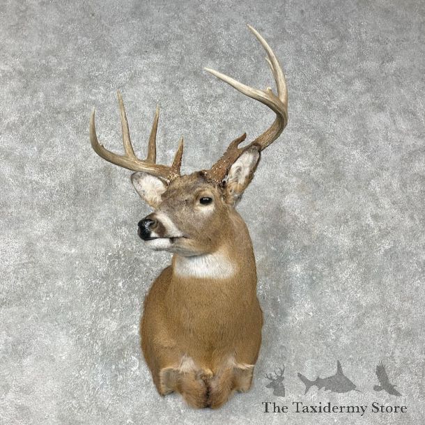 Whitetail Deer Shoulder Mount #25403 For Sale - The Taxidermy Store
