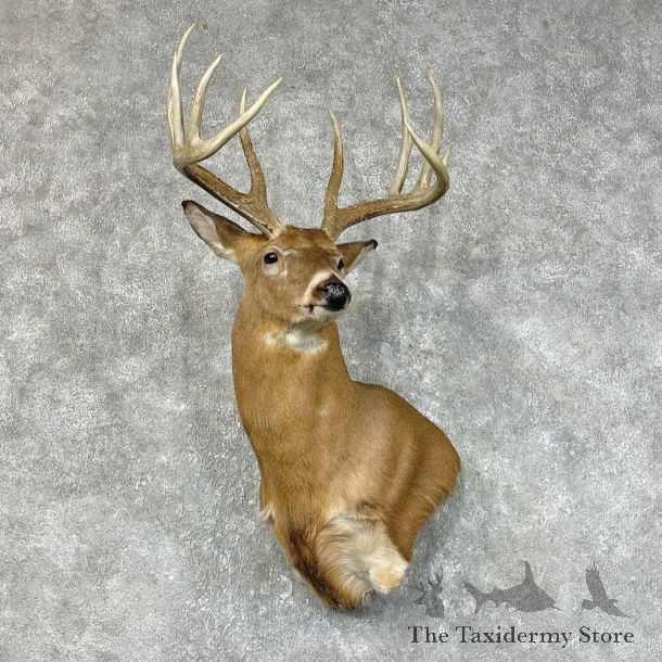 Whitetail Deer Shoulder Mount #25418 For Sale - The Taxidermy Store