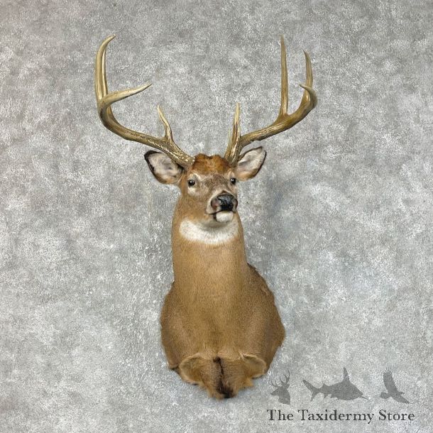 Whitetail Deer Shoulder Mount #25419 For Sale - The Taxidermy Store