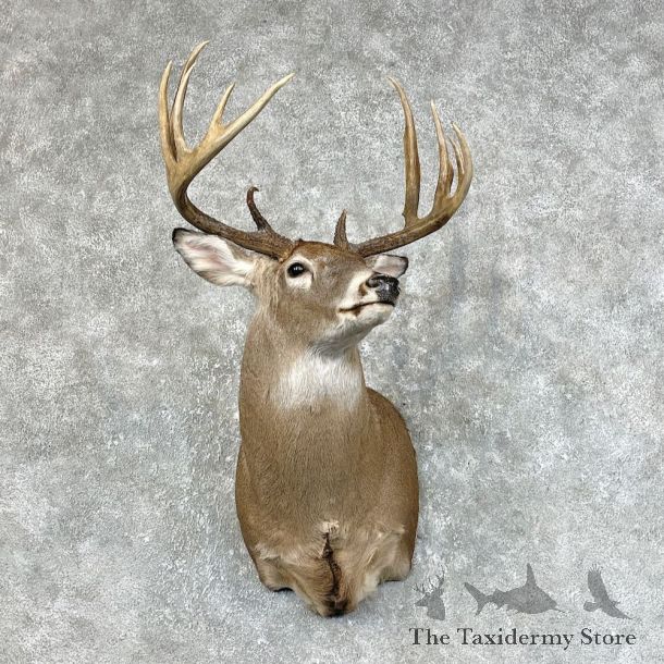 Whitetail Deer Shoulder Mount #25420 For Sale - The Taxidermy Store