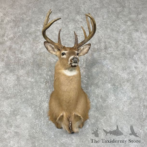 Whitetail Deer Shoulder Mount #25421 For Sale - The Taxidermy Store
