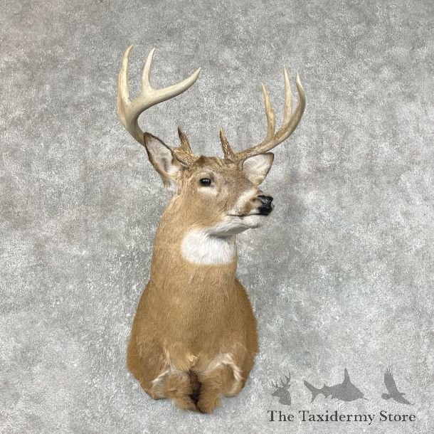 Whitetail Deer Shoulder Mount #25424 For Sale - The Taxidermy Store