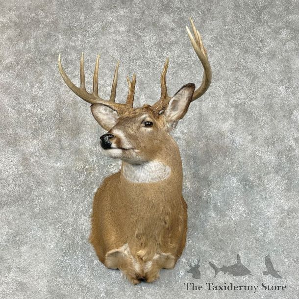 Whitetail Deer Shoulder Mount #25425 For Sale - The Taxidermy Store