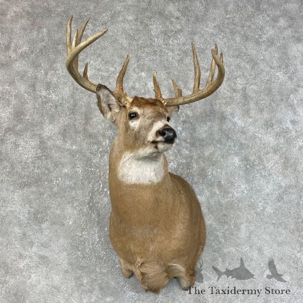 Whitetail Deer Shoulder Mount #25467 For Sale - The Taxidermy Store