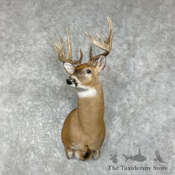 Whitetail Deer Shoulder Mount #26215 For Sale - The Taxidermy Store