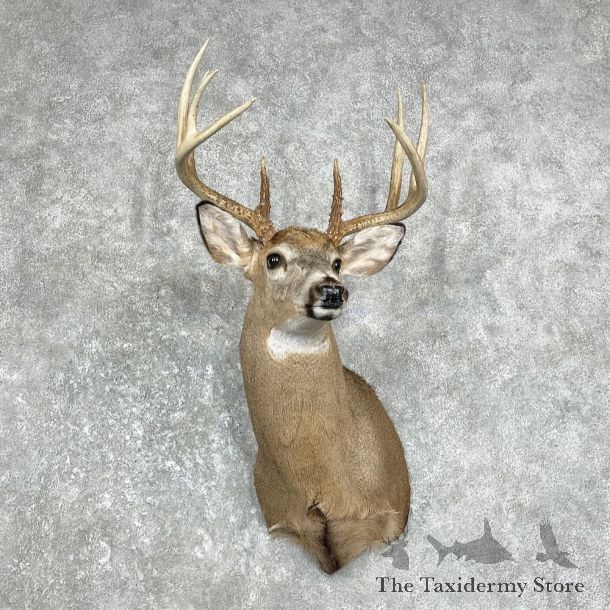 Whitetail Deer Shoulder Mount #26216 For Sale - The Taxidermy Store