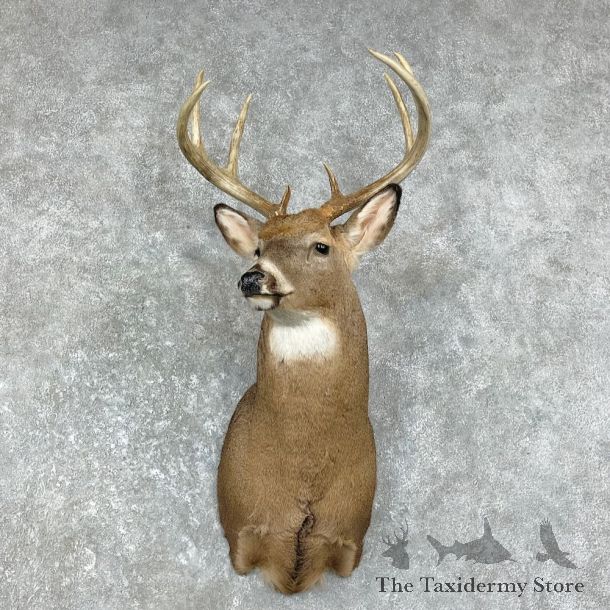 Whitetail Deer Shoulder Mount #26218 For Sale - The Taxidermy Store
