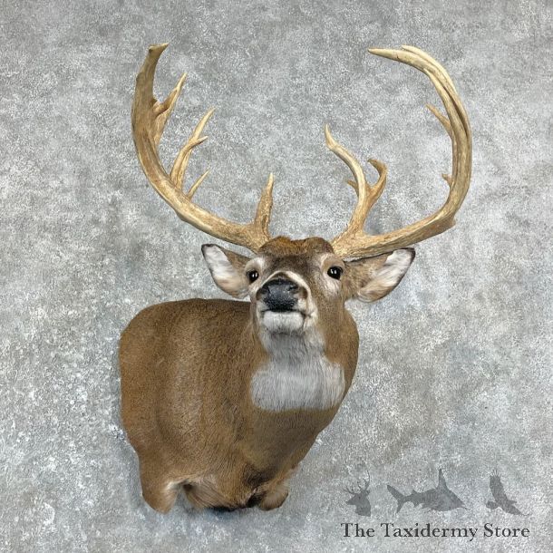 Whitetail Deer Shoulder Mount #26246 For Sale - The Taxidermy Store