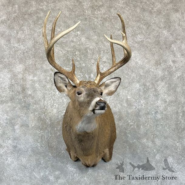 Whitetail Deer Shoulder Mount #26314 For Sale - The Taxidermy Store