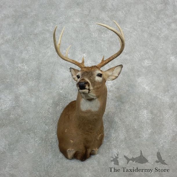 Whitetail Deer Shoulder Mount For Sale #18095 @ The Taxidermy Store