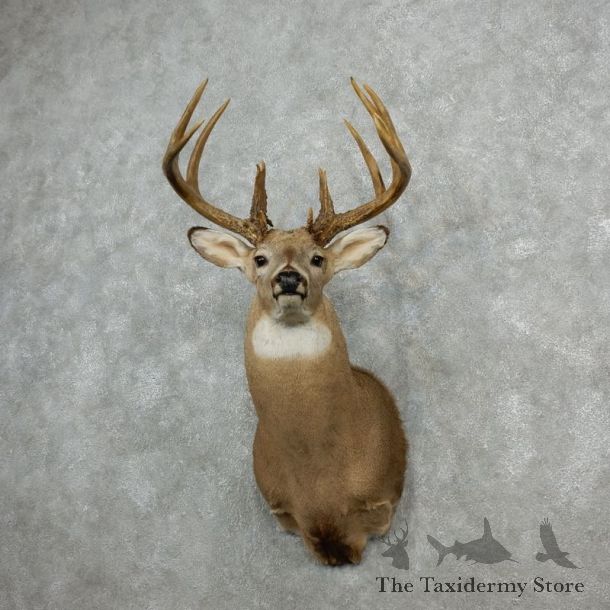Whitetail Deer Shoulder Mount For Sale #18100 @ The Taxidermy Store