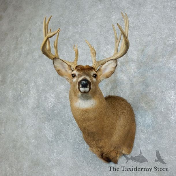 Whitetail Deer Shoulder Mount For Sale #18503 @ The Taxidermy Store