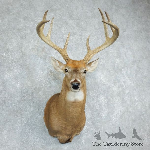 Whitetail Deer Shoulder Mount For Sale #18504 @ The Taxidermy Store