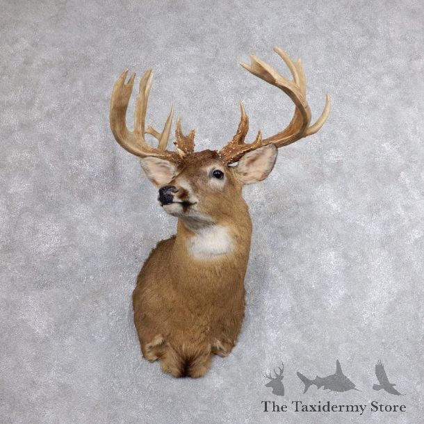 Whitetail Deer Shoulder Mount For Sale #18613 @ The Taxidermy Store