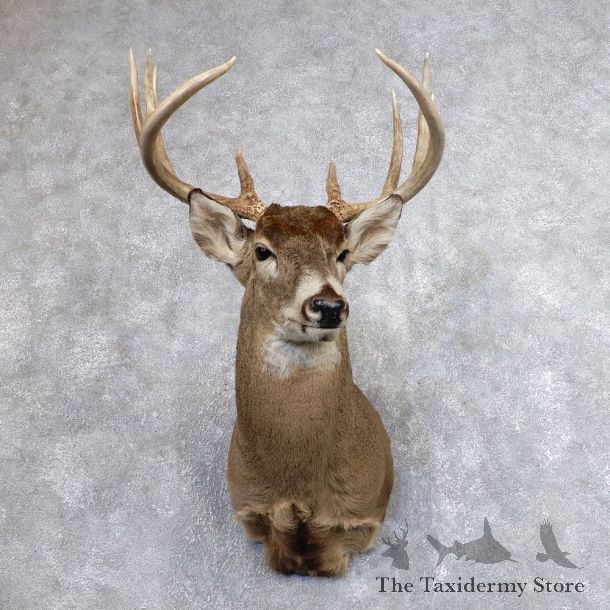 Whitetail Deer Shoulder Mount For Sale #18625 @ The Taxidermy Store