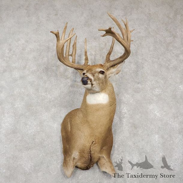 Whitetail Deer Shoulder Taxidermy Mount For Sale #18765 @ The Taxidermy Store