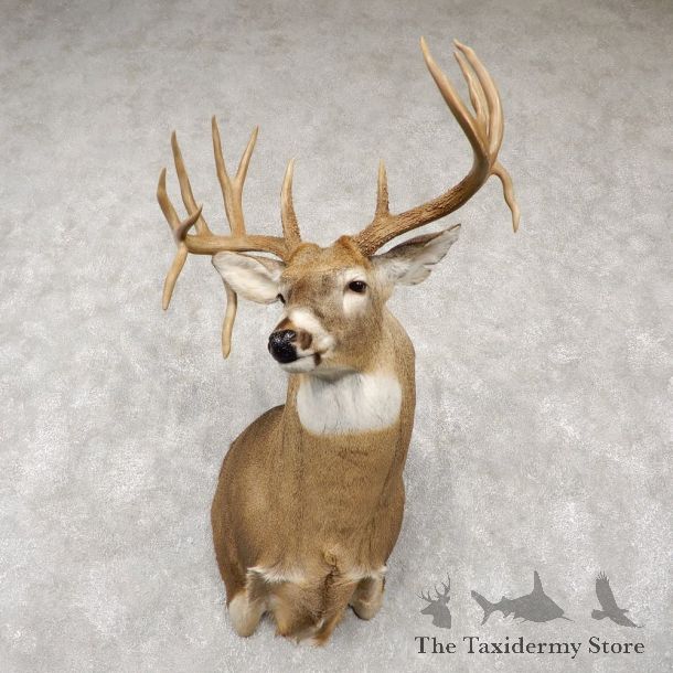 Whitetail Deer Shoulder Taxidermy Mount For Sale #18766 @ The Taxidermy Store