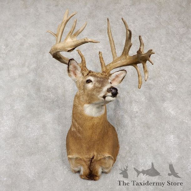 Whitetail Deer Shoulder Taxidermy Mount For Sale #18767 @ The Taxidermy Store