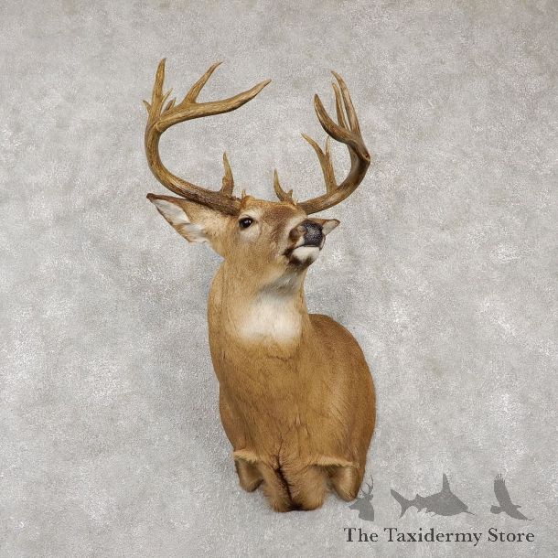 Whitetail Deer Shoulder Taxidermy Mount For Sale #18768 @ The Taxidermy Store