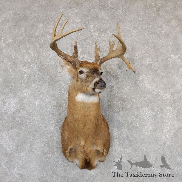 Whitetail Deer Shoulder Mount For Sale #19299 @ The Taxidermy Store